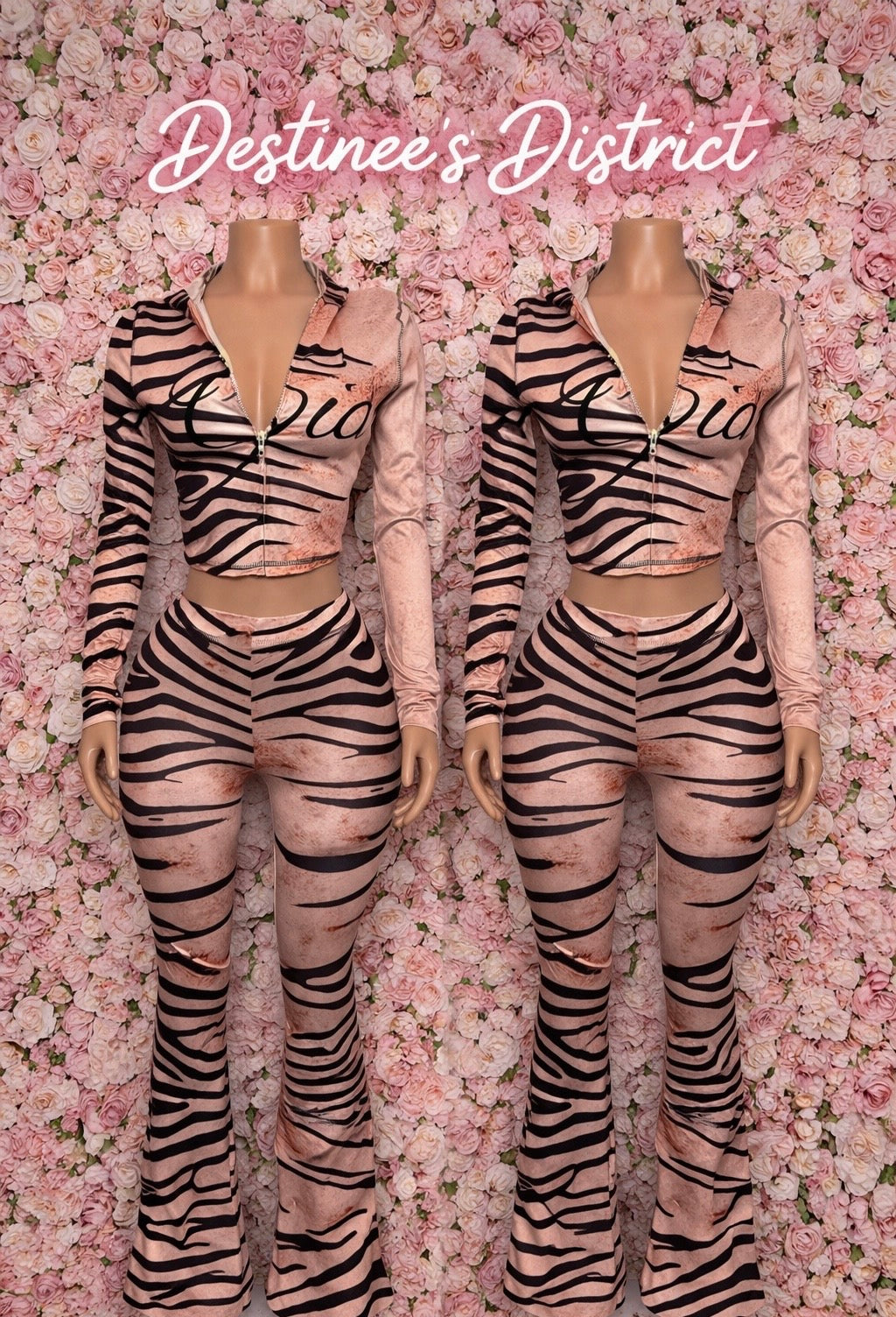 Zebra Gia